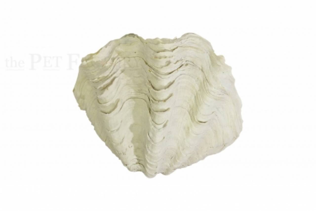 Tridacna-Muschel